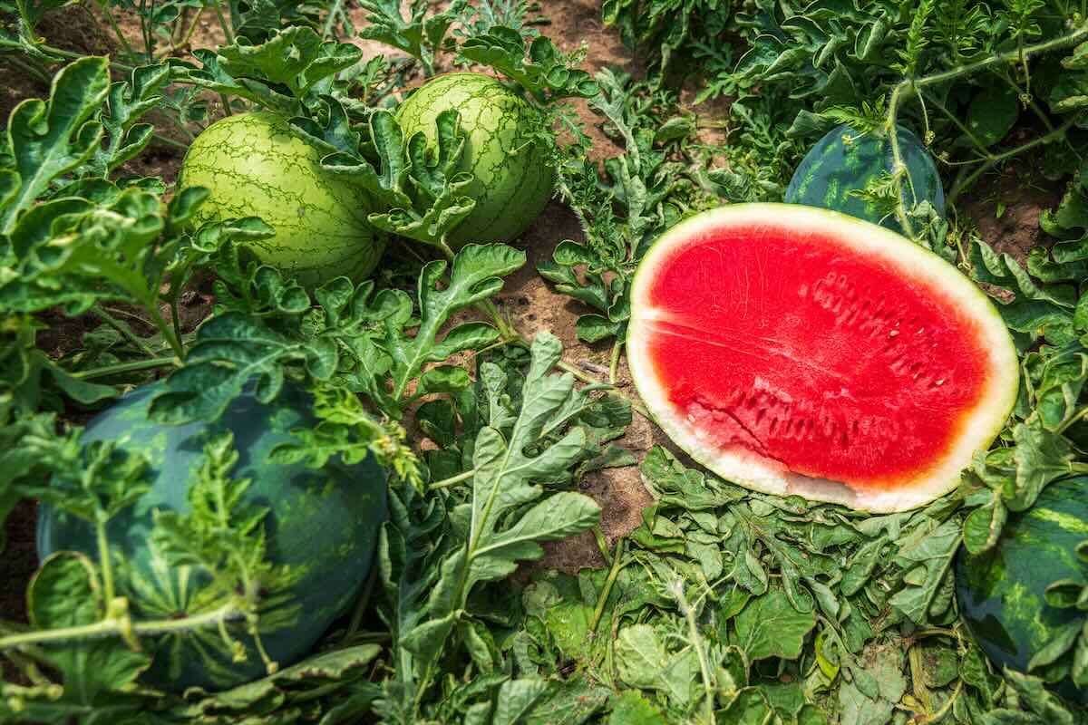 Pepenii verzi locali, preferați de consumatori. Cum arată recolta - agroexpert.md
