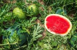 Pepenii verzi locali, preferați de consumatori. Cum arată recolta - agroexpert.md