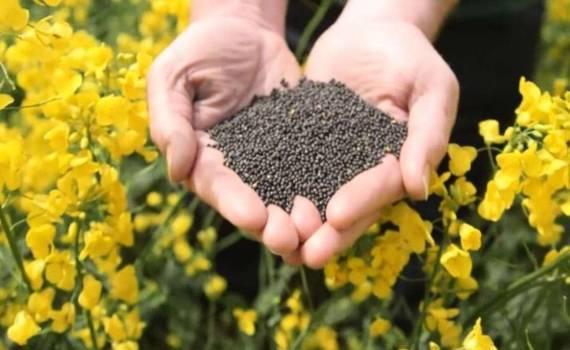 Высокие температуры и недостаток влаги снизят урожайность рапса в ЕС - agroexpert.md