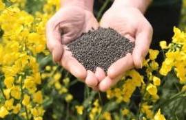 Высокие температуры и недостаток влаги снизят урожайность рапса в ЕС - agroexpert.md