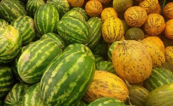 Pepeni verzi sau galbeni? Ce preferă moldovenii vara aceasta - agroexpert.md