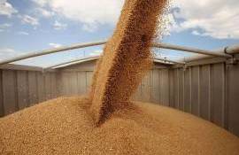 Exporturile de grâu cresc cu 40%, dar prețurile rămân sub presiune - agroexpert.md