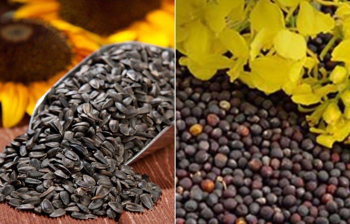 Анализ экспорта масличных из Молдовы в июне 2026 года - agroexpert.md