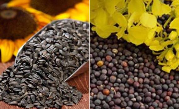 Анализ экспорта масличных из Молдовы в июне 2026 года - agroexpert.md