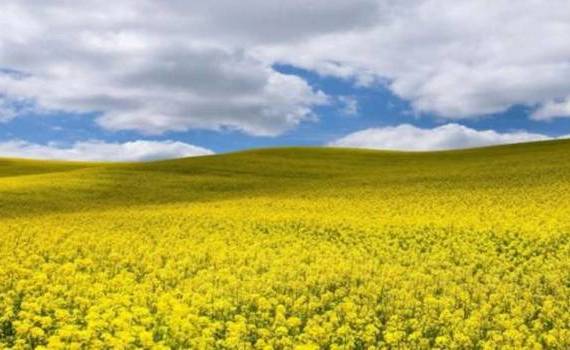 Rapița încă nu a fost recoltată în nordul Republicii Moldova? - agroexpert.md