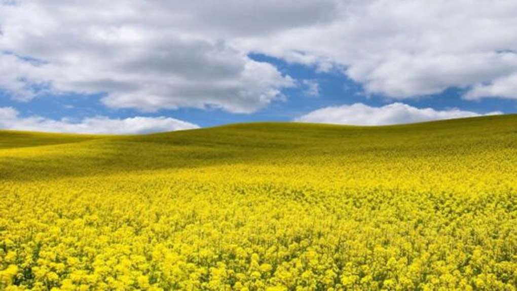 Rapița încă nu a fost recoltată în nordul Republicii Moldova? - agroexpert.md