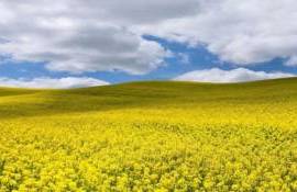 Rapița încă nu a fost recoltată în nordul Republicii Moldova? - agroexpert.md