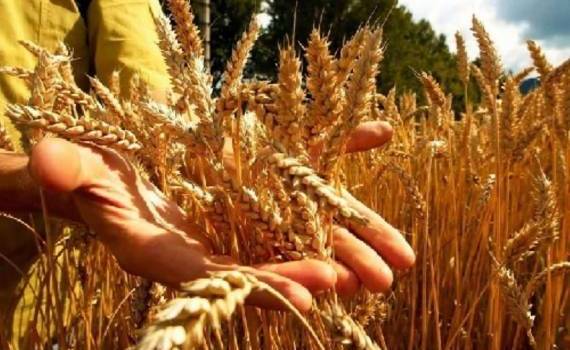 Урожай пшеницы во Франции будет ниже прошлогоднего на 7%, сообщает Argus - agroexpert.md