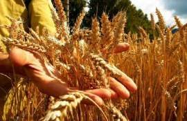 Урожай пшеницы во Франции будет ниже прошлогоднего на 7%, сообщает Argus - agroexpert.md