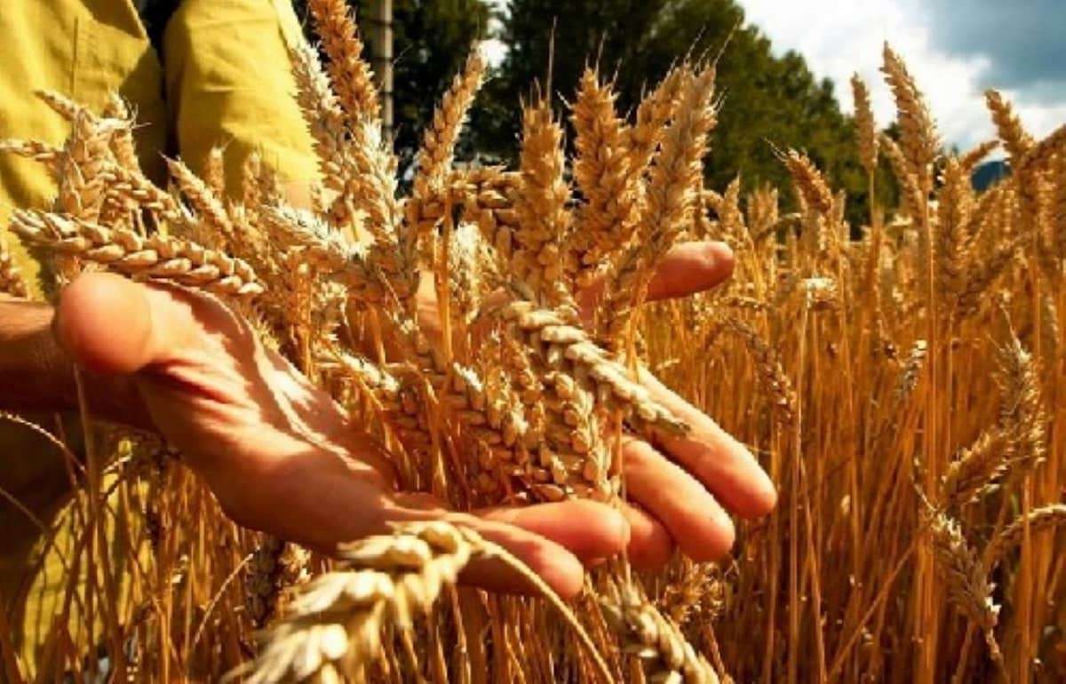Урожай пшеницы во Франции будет ниже прошлогоднего на 7%, сообщает Argus - agroexpert.md