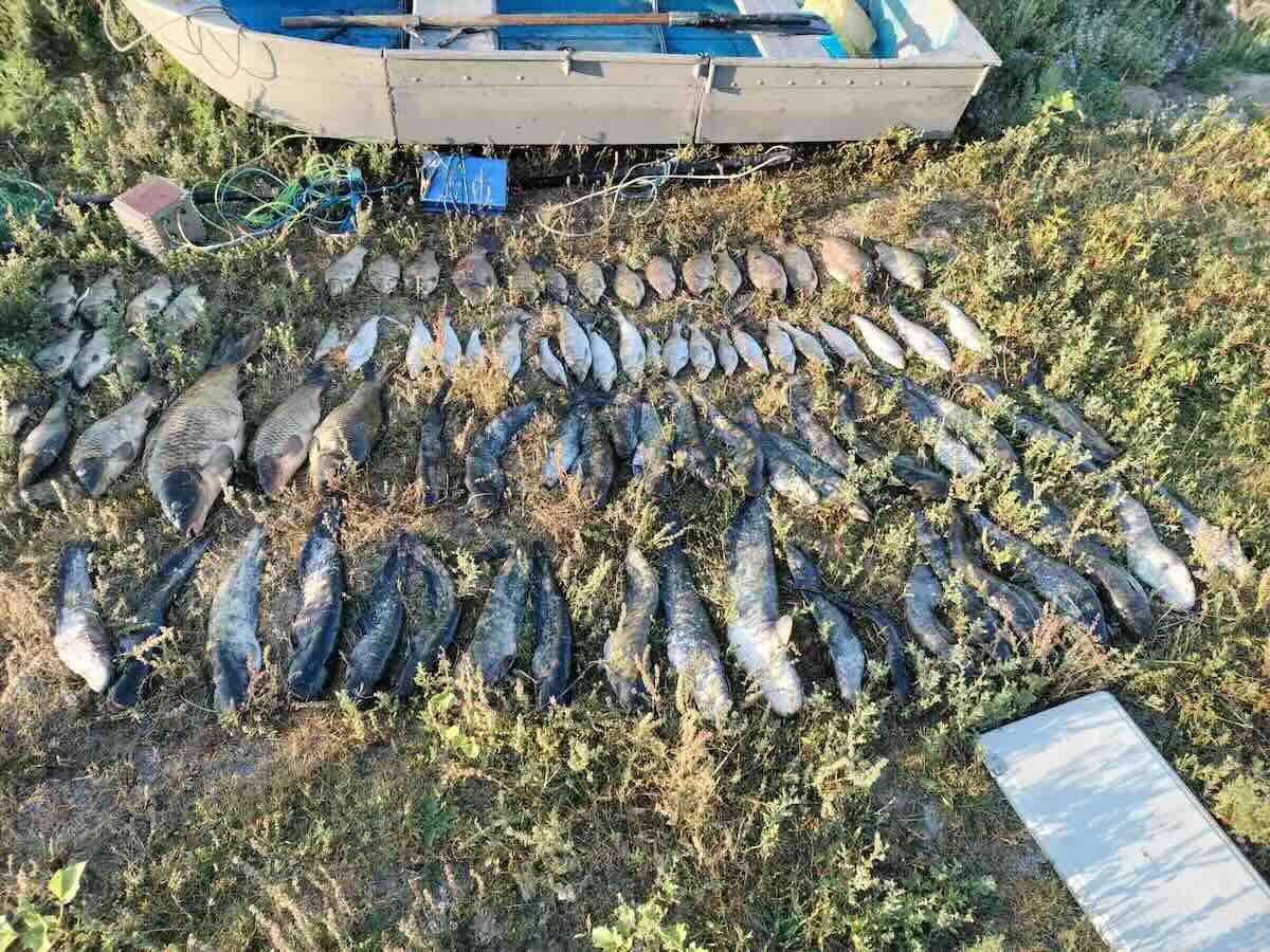 Peste 55 kg de pește capturat ilegal pe Nistru. Prejudiciu de sute de mii de lei - agroexpert.md