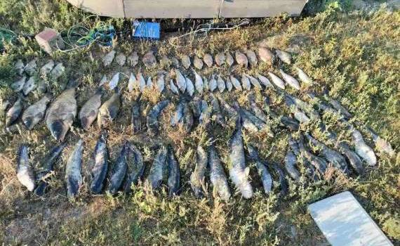 Peste 55 kg de pește capturat ilegal pe Nistru. Prejudiciu de sute de mii de lei - agroexpert.md
