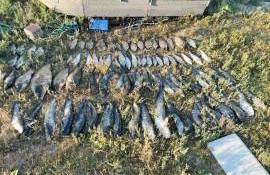 Peste 55 kg de pește capturat ilegal pe Nistru. Prejudiciu de sute de mii de lei - agroexpert.md