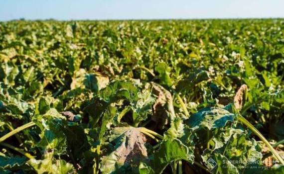 Сахарный кризис в ЕС: производство падает из-за цен и климата - agroexpert.md
