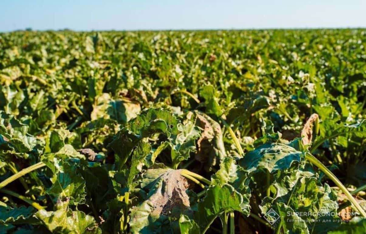 Сахарный кризис в ЕС: производство падает из-за цен и климата - agroexpert.md