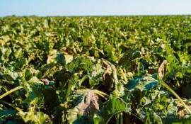 Сахарный кризис в ЕС: производство падает из-за цен и климата - agroexpert.md