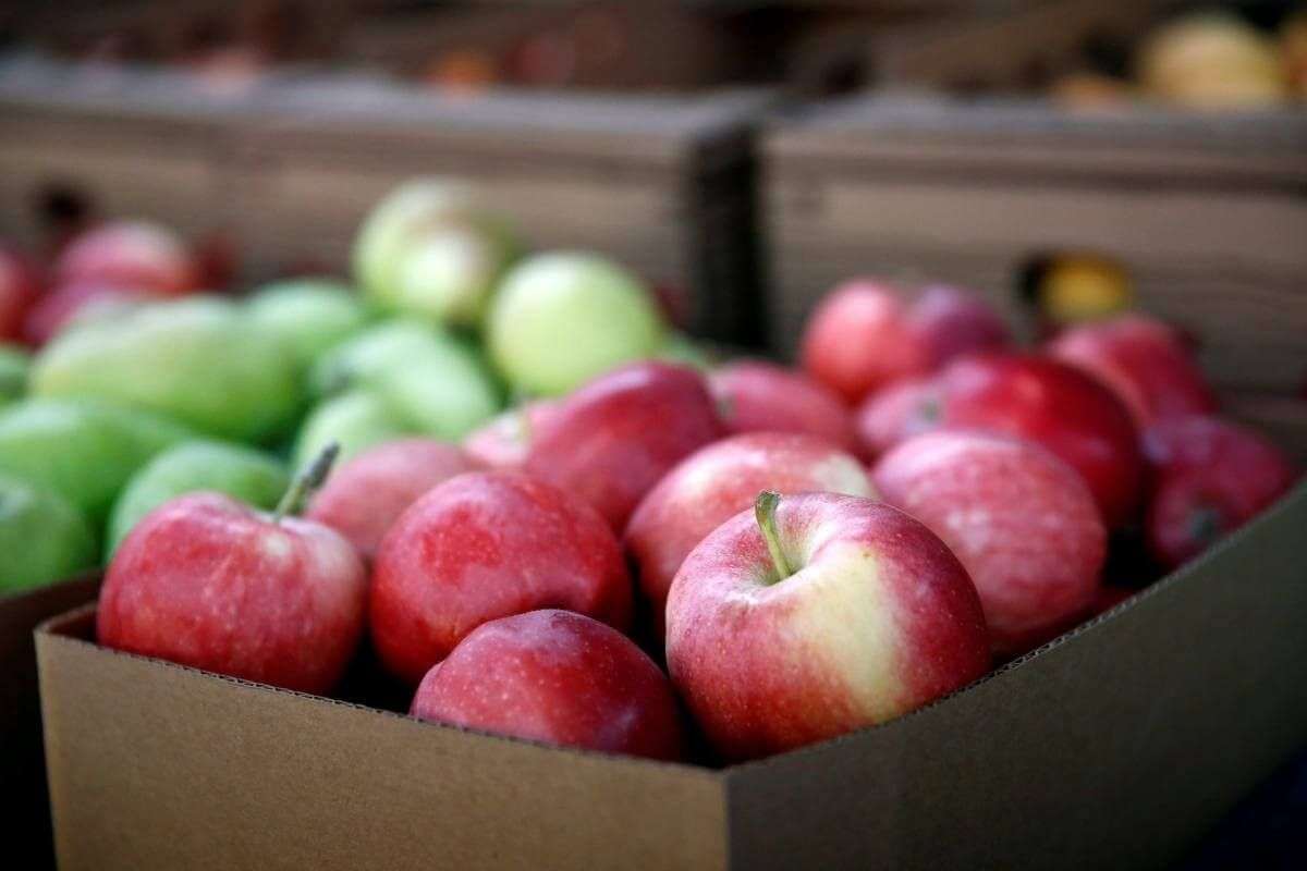 Exporturile de fructe ale Republicii Moldova au depășit 269 mii de tone în 2025 - agroexpert.md
