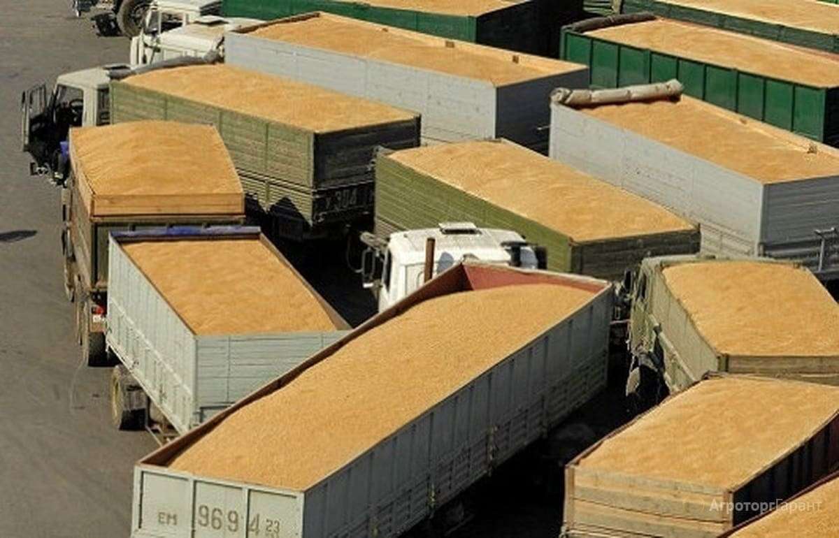 Экспорт зерновых культур из Республики Молдова в июне 2026 года - agroexpert.md