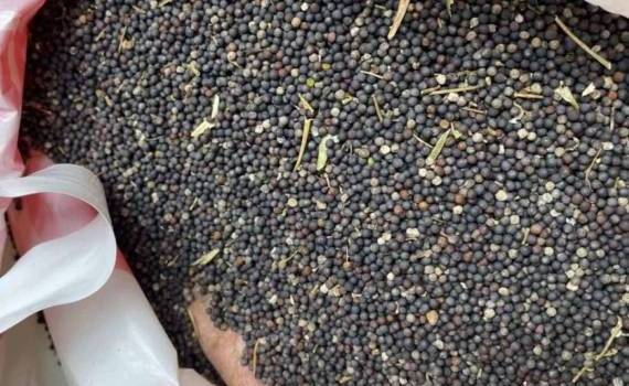 Рапс обновил максимум за 3,5 года: котировки превысили 560 евро за тонну - agroexpert.md