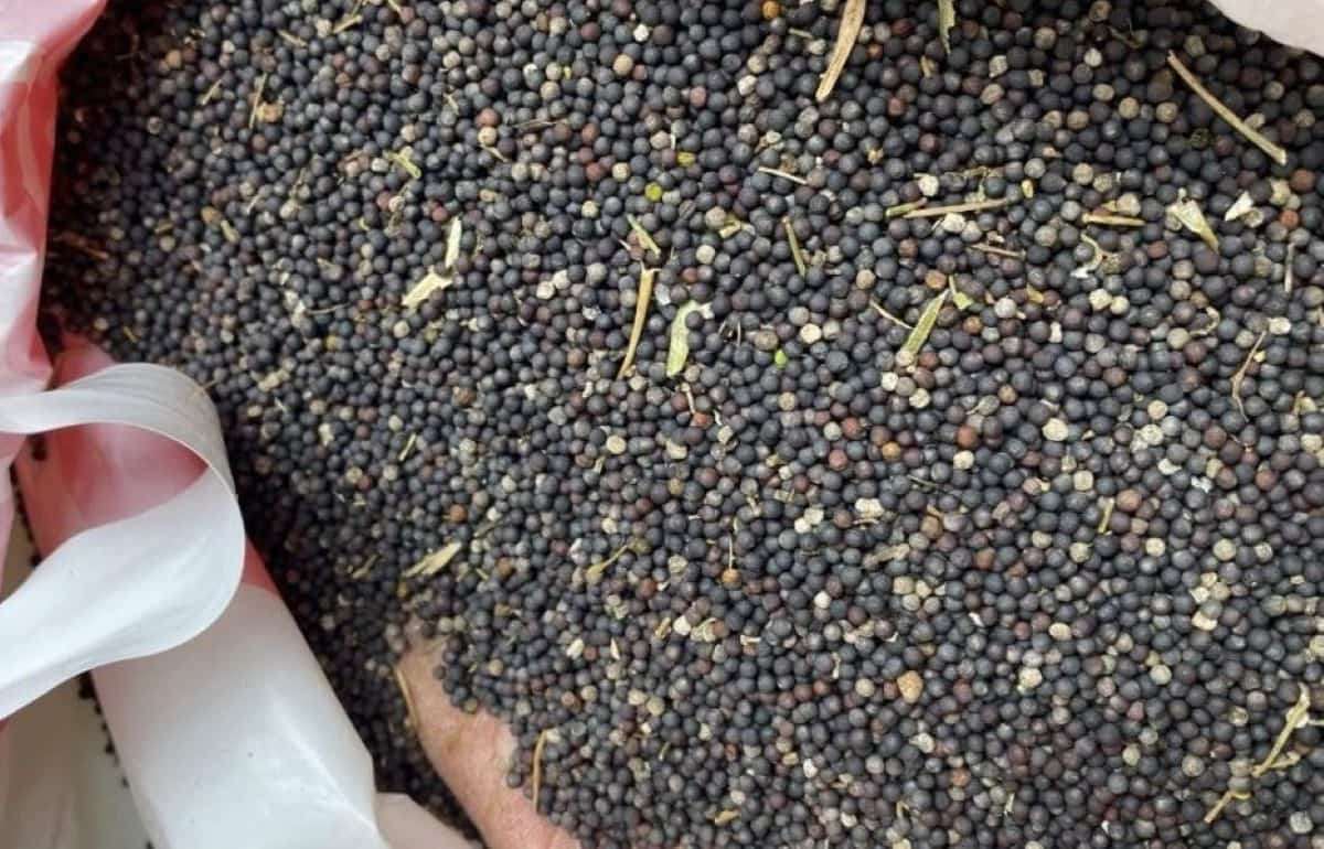 Рапс обновил максимум за 3,5 года: котировки превысили 560 евро за тонну - agroexpert.md