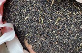 Рапс обновил максимум за 3,5 года: котировки превысили 560 евро за тонну - agroexpert.md