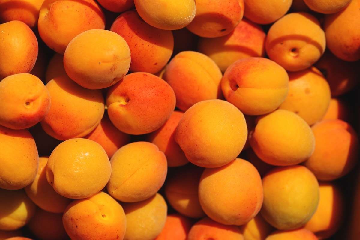 Republica Moldova estimează o recoltă de peste 15 mii de tone de caise - agroexpert.md