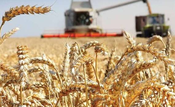 На фоне засухи в ЕС Румыния и Болгария ожидают рекордные урожаи - agroexpert.md