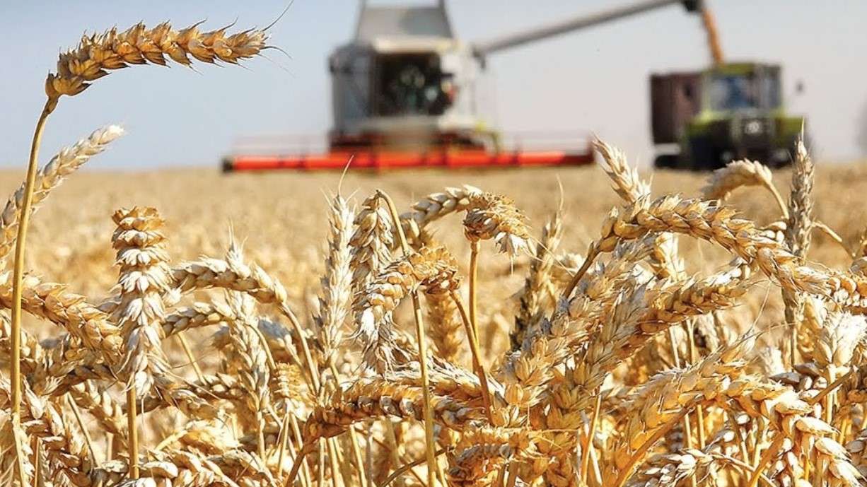 На фоне засухи в ЕС Румыния и Болгария ожидают рекордные урожаи - agroexpert.md