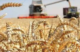 На фоне засухи в ЕС Румыния и Болгария ожидают рекордные урожаи - agroexpert.md