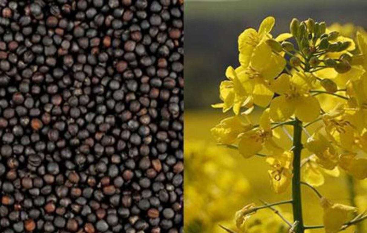 Экспорт украинского рапса смещается к западным границам - agroexpert.md