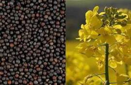 Экспорт украинского рапса смещается к западным границам - agroexpert.md