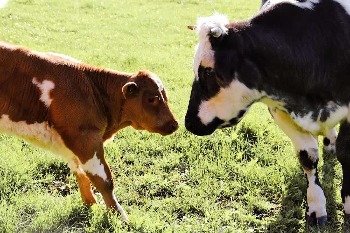 Peste 900 de animale puse sub restricții în urma controalelor ANSA - agroexpert.md