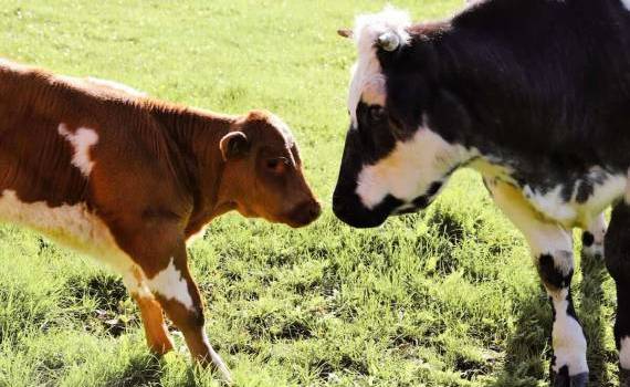 Peste 900 de animale puse sub restricții în urma controalelor ANSA - agroexpert.md