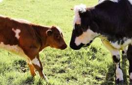 Peste 900 de animale puse sub restricții în urma controalelor ANSA - agroexpert.md