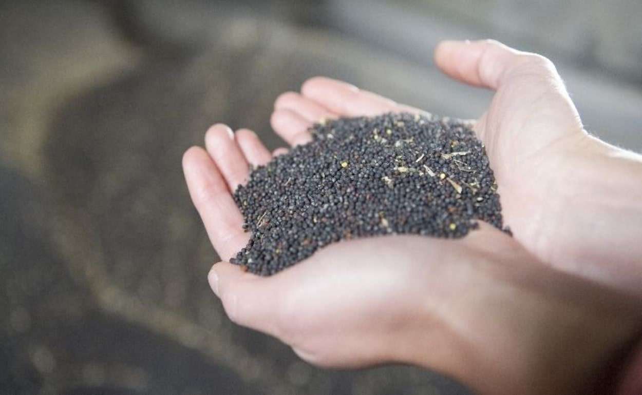 Европейские переработчики рапса закрыли ближайшие потребности в сырье - agroexpert.md