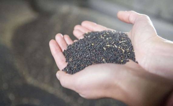 Европейские переработчики рапса закрыли ближайшие потребности в сырье - agroexpert.md