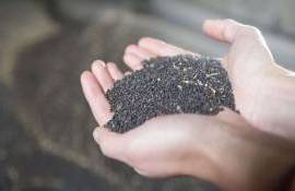 Европейские переработчики рапса закрыли ближайшие потребности в сырье - agroexpert.md