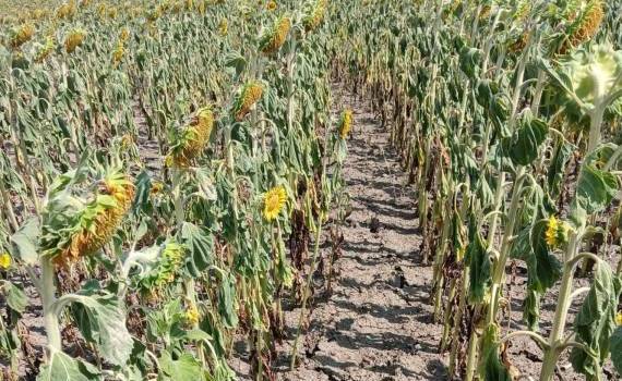 Seceta amenință recolta de floarea-soarelui din raionul Sîngerei - agroexpert.md