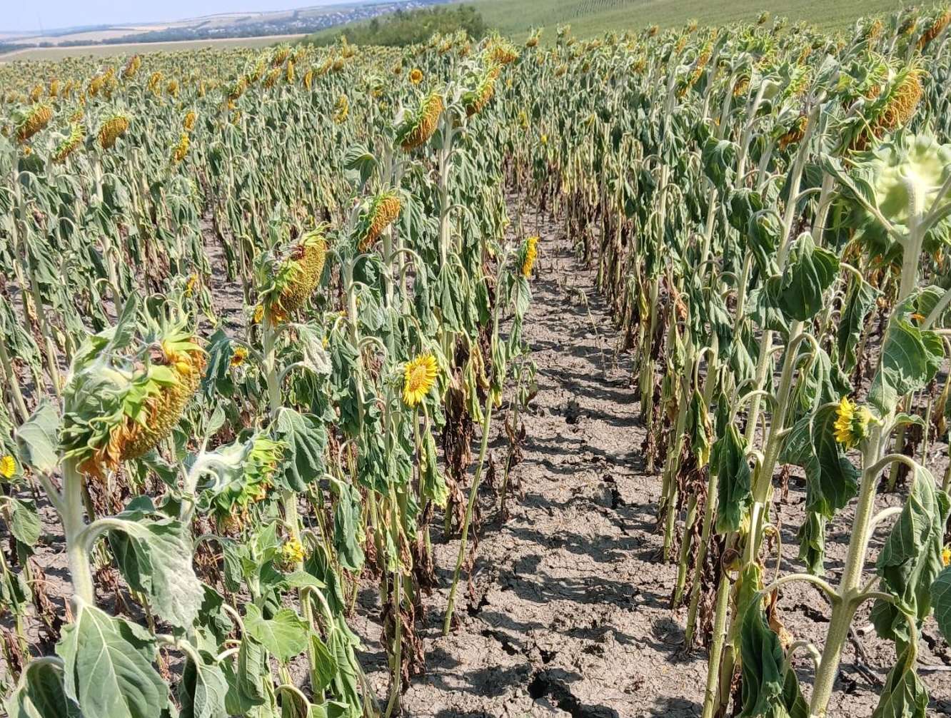 Seceta amenință recolta de floarea-soarelui din raionul Sîngerei - agroexpert.md