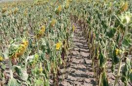 Seceta amenință recolta de floarea-soarelui din raionul Sîngerei - agroexpert.md