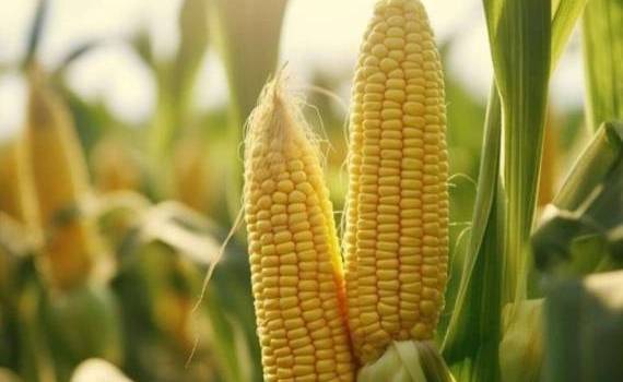 Перспективы экспорта украинской кукурузы на фоне роста мировых цен - agroexpert.md