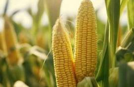Перспективы экспорта украинской кукурузы на фоне роста мировых цен - agroexpert.md