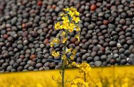Recoltarea rapiței se apropie de final. Ce producție este estimată - agroexpert.md