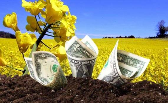 Обзор цен на рынке рапса в Украине и на мировых биржах - agroexpert.md