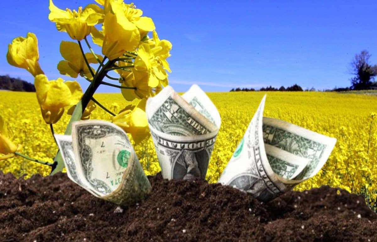 Обзор цен на рынке рапса в Украине и на мировых биржах - agroexpert.md
