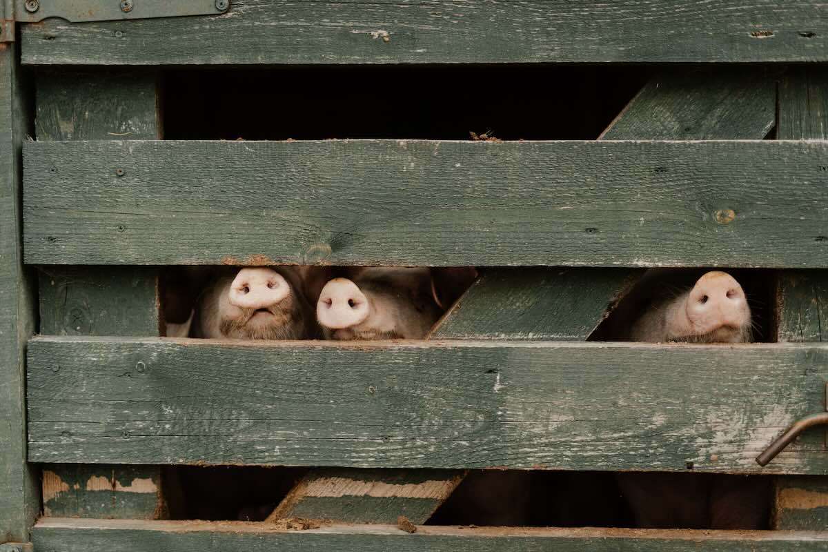 Forme de sprijin pentru crescătorii de porci: Iată condițiile obligatorii - agroexpert.md
