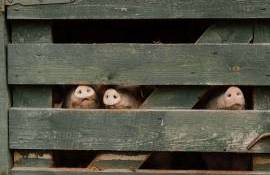 Forme de sprijin pentru crescătorii de porci: Iată condițiile obligatorii - agroexpert.md