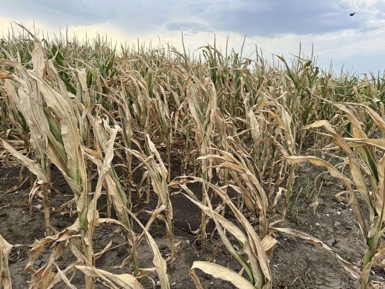 Fermierii afectați de secetă pot contesta suprafețele eligibile stabilite - agroexpert.md