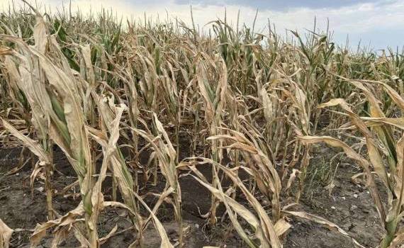 Fermierii afectați de secetă pot contesta suprafețele eligibile stabilite - agroexpert.md