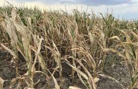 Fermierii afectați de secetă pot contesta suprafețele eligibile stabilite - agroexpert.md